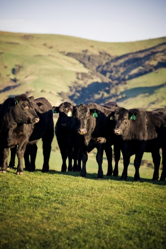 [photo Beef + Lamb New Zealand]
