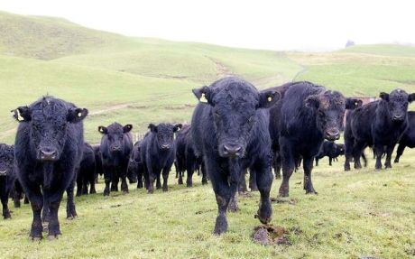 Angus cattle [photo PHOTO NZ]